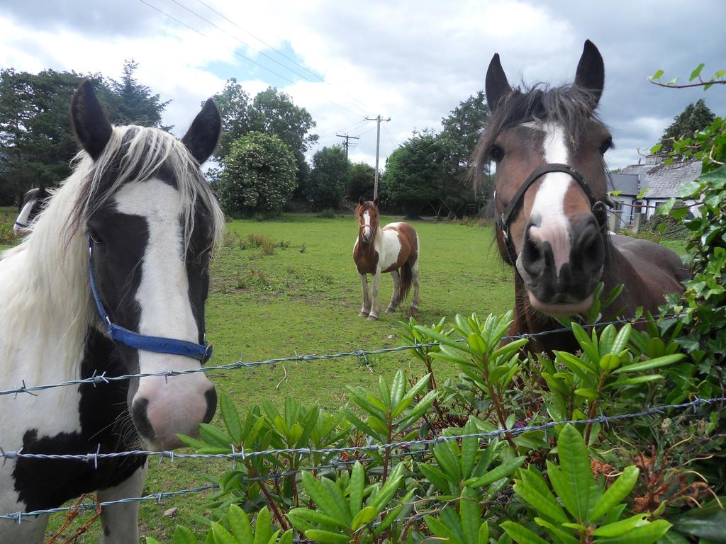 Ethan House Holiday Suites Killarney Bagian luar foto
